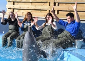 Ontmoet de dolfijnen in Dolfinarium Harderwijk