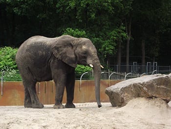Afrikaanse olifant in Ouwehands Dierenpark