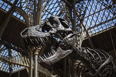 T-rex skelet in het Oxford museum of natural history