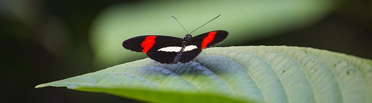 Vlinder in de vlindertuin van Diergaarde Blijdorp