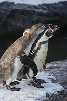 pinguins in Wildlands Adventure Zoo Emmen