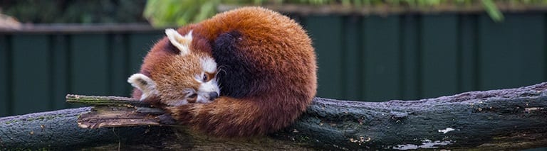 Rode panda in Dierenrijk Nuenen