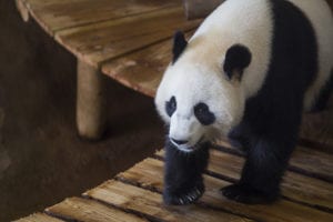 Foto van Panda in Ouwehands dierenpark
