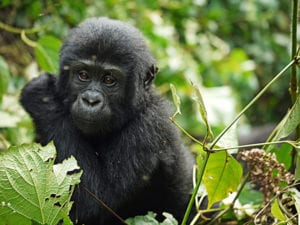 Baby Gorilla in Nationaal Park Oeganda