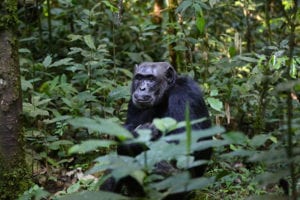 Chimpansee in Nationaal Park Oeganda