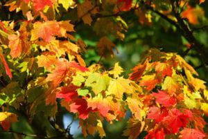 Herfstkleuren op de bladeren