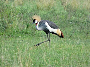 Kraanvogel in Nationaal Park Oeganda