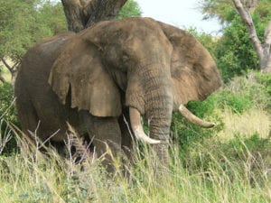 Olifant in Oeganda