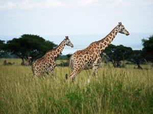 Rothschild Giraffe in Oeganda
