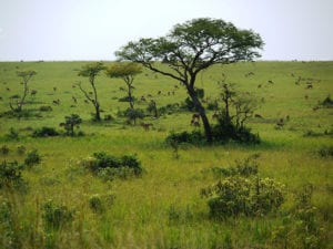 Savannereservaat in Oeganda