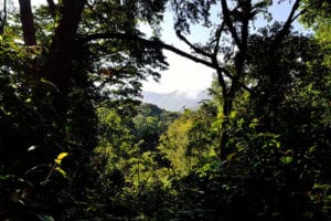 Tropisch regenwoud in Bwindi Impenetrable National Park