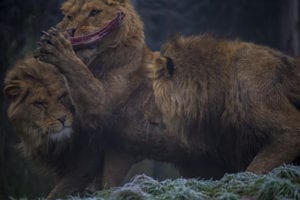 Leeuwen vechten om een stuk vlees
