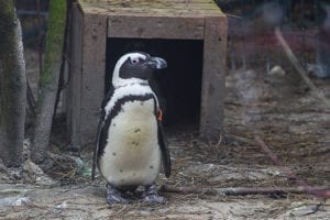 Pinguins in ZooParc Overloon