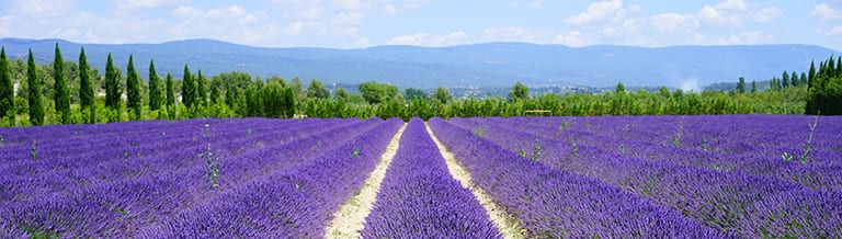 Lavendelvelden in de Provence-Aples-Côte d'Azur