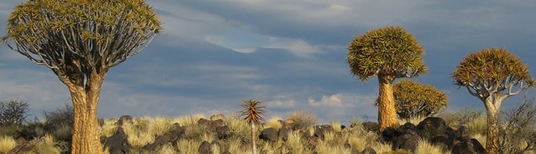 Stokstaartje in de Kalahari