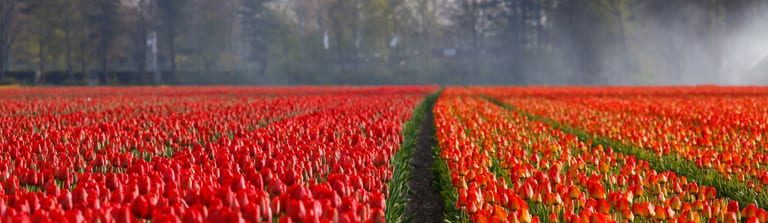 Nederlandse tulpen