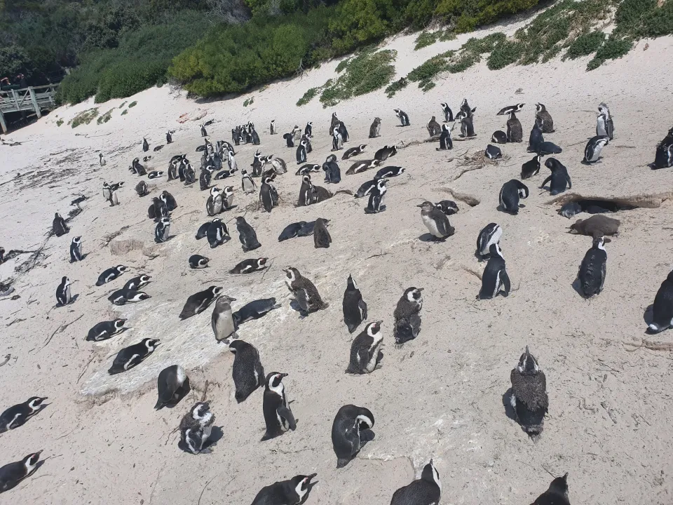 Boulders Beach 