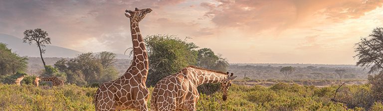 Tips voor een rondreis door Kenia